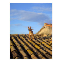 Searching. Postcard