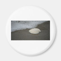 Seashell and Surf Magnet