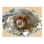 Seashell at Low Tide Coordinating Items Post Card