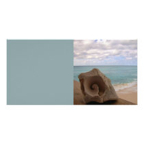 Seashell Beach Paradise