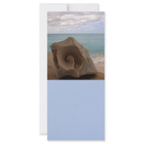 Seashell Beach Paradise