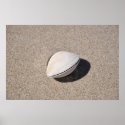 Seashell by the seashore 1 posters