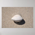 Seashell by the seashore 2 posters