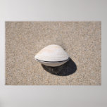 Seashell by the seashore 2 posters