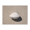 Seashell by the seashore Powell River, BC postcards