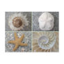 Seashell Collage Postcard