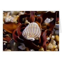 Seashell Greeting Cards
