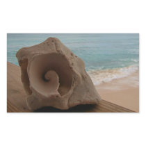 Seashell in Paradise