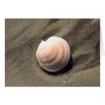 Seashell on Sand Cards