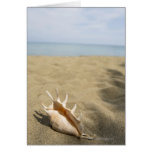 Seashell on sandy beach greeting cards