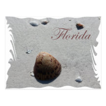 Seashell on the beach Florida postcard