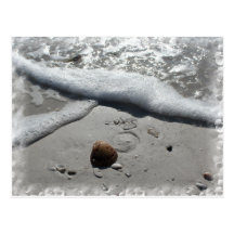 Seashell on the beach in Florida postcard