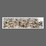 SeaShells bumper stickers