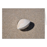 Seashells by the seashore 1 card