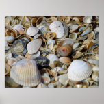 Seashells by the seashore poster