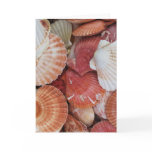Seashells - close up sea shell photograph cards