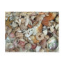 Seashells Galore Post Cards