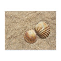 Seashells In Sand postcard