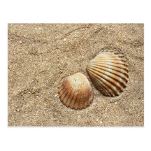 Seashells In Sand postcard