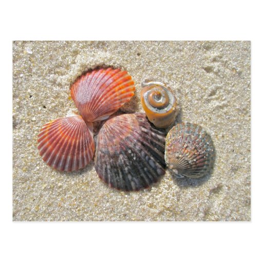 Seashells on the Beach Coordinating Items Post Card