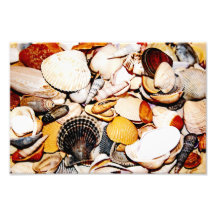 Seashells Pattern Art Photo
