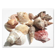 Seashells Photo Art