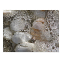 Seashells Postcard