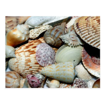 seashells postcard