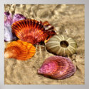 Seashells posters