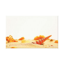 Seashells  Stretched Canvas Print
