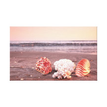 Seashells  Stretched Canvas Print