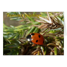 Season's greetings cards