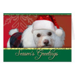 Season's Greetings Christmas Poodle greeting card