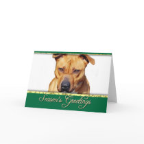 Season's Greetings Pitbull dog greeting card