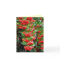 Season's Greetings Rowan Berry/Tree - Y