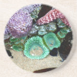 Seastar and Anemones Coaster