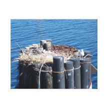 Seattle – Washington – Birds Nesting on a Piling Canvas Print