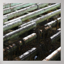 seaweed poster