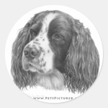 Sebastian, English Springer Spaniel Sticker