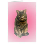Sebastian Greeting Cards