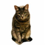 Sebastian Photo Cut Out