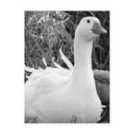 Sebastopol Goose Post Card
