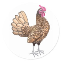 Sebright Bantam Rooster