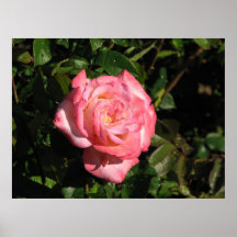 Secret Hybrid Tea Rose 116 Print