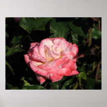 Secret Hybrid Tea Rose 117 Poster