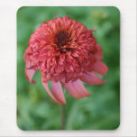 Secret Lust Echinacea orange daisy flower blossom mousepads