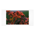 Sedum Autum Joy In Full Bloom Customised Photo Card