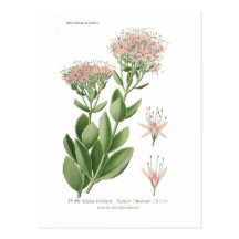 Sedum fabarium post card