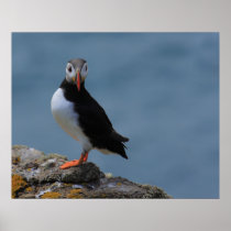 See Me Puffin Poster