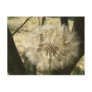 Seed Globe Tree Notes Card Postcard